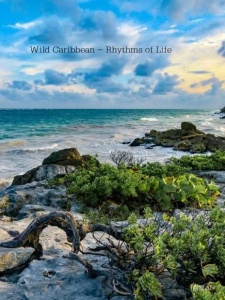 狂野加勒比 生活节奏