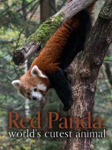 小熊猫——世界上最可爱的动物