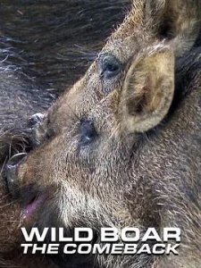 野猪—卷土重来