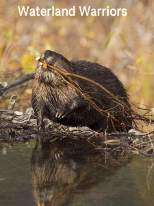 水陆勇士 海狸队回来了